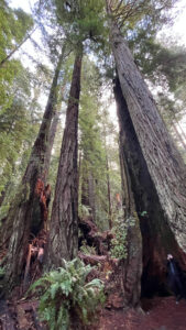 My husband looking so puny as he stood inside the gaping hollow of the grand redwood (Easy walking trail off of the Newton B Drury Pkwy in Prairie Creek Redwoods State Park in Redwood National Park)