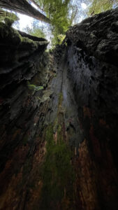 A photo my husband took from inside the gaping hollow of the grand redwood (Easy walking trail off of the Newton B Drury Pkwy in Prairie Creek Redwoods State Park in Redwood National Park)