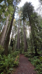 Up ahead on the trail my husband looks so small in comparison to the towering redwoods (Easy walking trail off of the Newton B Drury Pkwy in Prairie Creek Redwoods State Park in Redwood National Park)