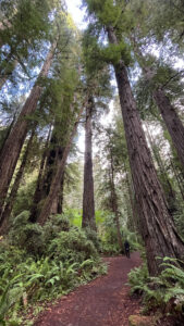 Up ahead on the trail my husband looks so small in comparison to the towering redwoods (Easy walking trail off of the Newton B Drury Pkwy in Prairie Creek Redwoods State Park in Redwood National Park)