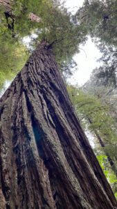 The beautiful bark of the redwoods can be seen on this majestic redwood tree (Easy walking trail off of the Newton B Drury Pkwy in Prairie Creek Redwoods State Park in Redwood National Park)