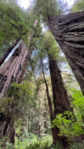 Majestic redwoods towering over us and the forest below (Easy walking trail off of the Newton B Drury Pkwy in Prairie Creek Redwoods State Park in Redwood National Park)