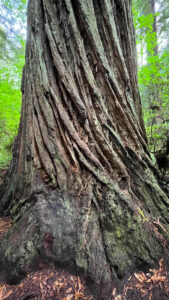 I love the way the bark looks on the redwood trees (Easy walking trail off of the Newton B Drury Pkwy in Prairie Creek Redwoods State Park in Redwood National Park)