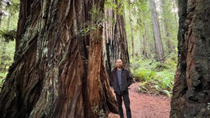 (Easy walking trail off of the Newton B Drury Pkwy in Prairie Creek Redwoods State Park in Redwood National Park)