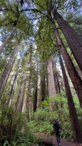 (Easy walking trail off of the Newton B Drury Pkwy in Prairie Creek Redwoods State Park in Redwood National Park)