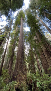 (Easy walking trail off of the Newton B Drury Pkwy in Prairie Creek Redwoods State Park in Redwood National Park)