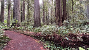 (Easy walking trail off of the Newton B Drury Pkwy in Prairie Creek Redwoods State Park in Redwood National Park)