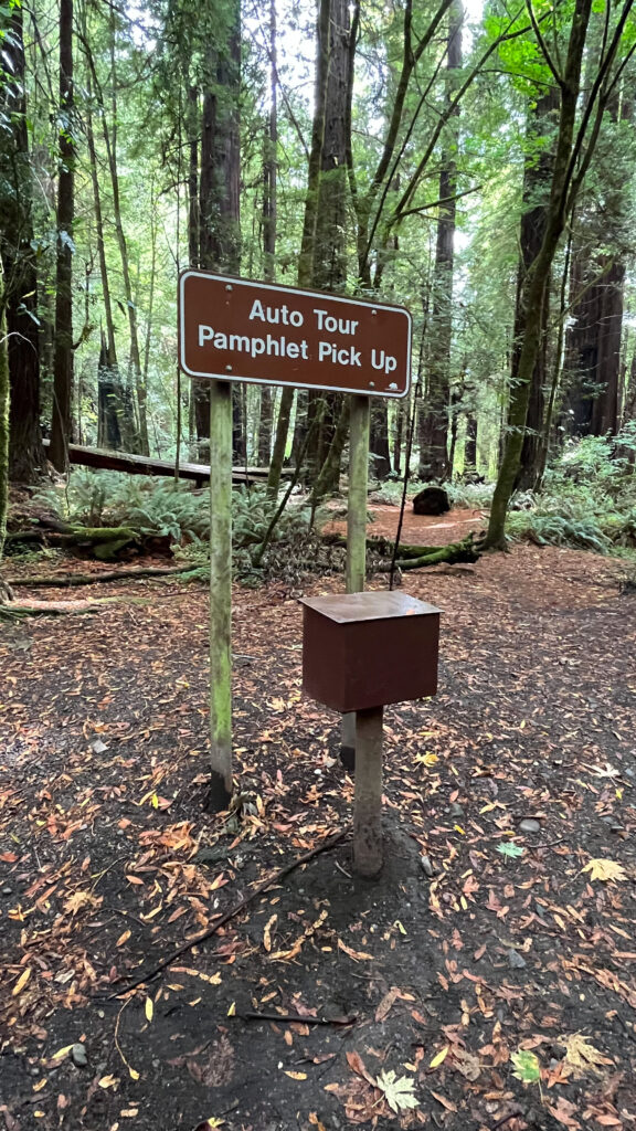 In addition photographing the maps above, we grabbed a helpful auto tour pamphlet from the container shown in this photo (Humboldt Redwoods State Park)