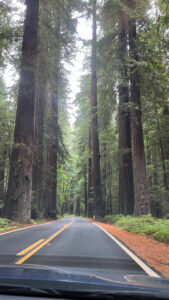 Driving Avenue of the Giants in Humboldt Redwoods State Park in Northern California