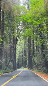 Driving Avenue of the Giants in Humboldt Redwoods State Park in Northern California