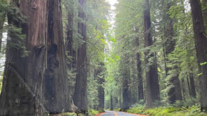 Driving Avenue of the Giants in Humboldt Redwoods State Park in Northern California