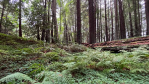 Hiking the majestic Drury-Chaney Loop Trail (off of Avenue of the Giants in Humboldt Redwoods State Park in Northern California)