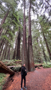 Hiking the majestic Drury-Chaney Loop Trail (off of Avenue of the Giants in Humboldt Redwoods State Park in Northern California)