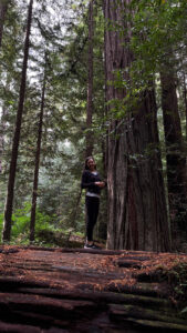 We both enjoyed walking from one end to the other end of the long, fallen tree on the majestic Drury-Chaney Loop Trail (off of Avenue of the Giants in Humboldt Redwoods State Park in Northern California)