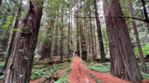 My husband can be seen in the distance walking this long, fallen tree off of the majestic Drury-Chaney Loop Trail (off of Avenue of the Giants in Humboldt Redwoods State Park in Northern California)