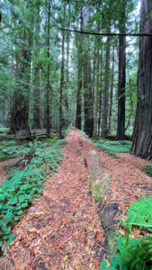 My husband can be seen in the distance looking so tiny as he walked this long, fallen tree off of the majestic Drury-Chaney Loop Trail (off of Avenue of the Giants in Humboldt Redwoods State Park in Northern California)