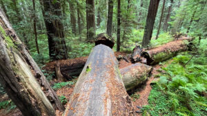 The far end of the long, fallen tree we walked across that’s off of the majestic Drury-Chaney Loop Trail (off of Avenue of the Giants in Humboldt Redwoods State Park in Northern California)