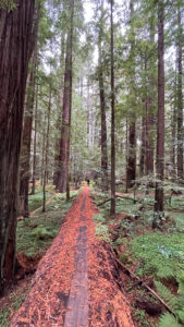 My husband can be seen way in the distance walking back to the roots of the long, fallen tree we walked across that’s off of the majestic Drury-Chaney Loop Trail (off of Avenue of the Giants in Humboldt Redwoods State Park in Northern California)