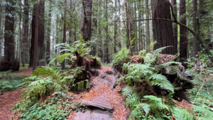 The roots of the long, fallen tree we walked across that’s off of the majestic Drury-Chaney Loop Trail (off of Avenue of the Giants in Humboldt Redwoods State Park in Northern California)