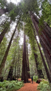 Tall redwood trees on the majestic Drury-Chaney Loop Trail (off of Avenue of the Giants in Humboldt Redwoods State Park in Northern California)