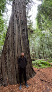 Tall redwood trees on the majestic Drury-Chaney Loop Trail (off of Avenue of the Giants in Humboldt Redwoods State Park in Northern California)