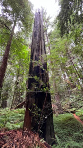 This tree looks like it was burned (along the majestic Drury-Chaney Loop Trail that’s off of Avenue of the Giants in Humboldt Redwoods State Park in Northern California)