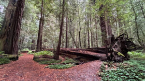 Another fallen redwood along the majestic Drury-Chaney Loop Trail (off of Avenue of the Giants in Humboldt Redwoods State Park in Northern California)