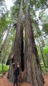 Two redwood trees that have joined together (called inosculation) next to the majestic Drury-Chaney Loop Trail (off of Avenue of the Giants in Humboldt Redwoods State Park in Northern California)