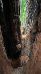 Inside the two redwood trees that have joined together (called inosculation) next to the majestic Drury-Chaney Loop Trail (off of Avenue of the Giants in Humboldt Redwoods State Park in Northern California)