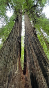 Looking up at the two redwood trees that have joined together (called inosculation) next to the majestic Drury-Chaney Loop Trail (off of Avenue of the Giants in Humboldt Redwoods State Park in Northern California)