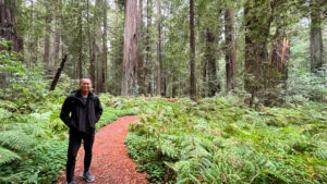 The majestic Drury-Chaney Loop Trail (off of Avenue of the Giants in Humboldt Redwoods State Park in Northern California)