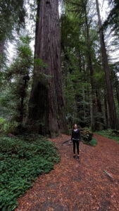 The majestic Drury-Chaney Loop Trail (off of Avenue of the Giants in Humboldt Redwoods State Park in Northern California)