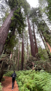 The majestic Drury-Chaney Loop Trail (off of Avenue of the Giants in Humboldt Redwoods State Park in Northern California)