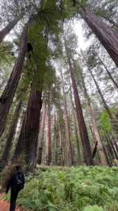 The majestic Drury-Chaney Loop Trail (off of Avenue of the Giants in Humboldt Redwoods State Park in Northern California)