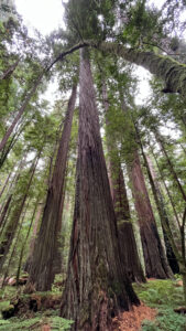 This redwood tree is bending over next to the majestic Drury-Chaney Loop Trail (off of Avenue of the Giants in Humboldt Redwoods State Park in Northern California)