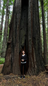 The majestic Drury-Chaney Loop Trail (off of Avenue of the Giants in Humboldt Redwoods State Park in Northern California)