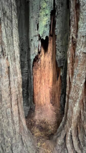 Looking inside a tree that has been partially burned along the majestic Drury-Chaney Loop Trail (off of Avenue of the Giants in Humboldt Redwoods State Park in Northern California)