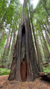 A tree that has been partially burned shows its resiliency  along the majestic Drury-Chaney Loop Trail (off of Avenue of the Giants in Humboldt Redwoods State Park in Northern California)