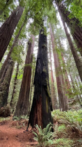 Another tree that has been burned along the majestic Drury-Chaney Loop Trail (off of Avenue of the Giants in Humboldt Redwoods State Park in Northern California)