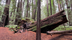 Part of a large, fallen redwood tree along the majestic Drury-Chaney Loop Trail (off of Avenue of the Giants in Humboldt Redwoods State Park in Northern California)