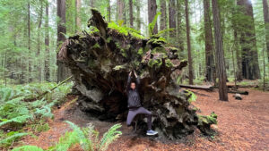 Here my husband was making me laugh as he hung off of the roots of part of a large, fallen redwood tree along the majestic Drury-Chaney Loop Trail (off of Avenue of the Giants in Humboldt Redwoods State Park in Northern California)