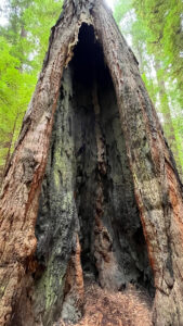 The inside of this tree has been burned along the majestic Drury-Chaney Loop Trail (off of Avenue of the Giants in Humboldt Redwoods State Park in Northern California)