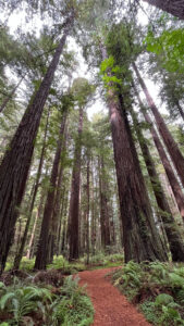 The majestic Drury-Chaney Loop Trail (off of Avenue of the Giants in Humboldt Redwoods State Park in Northern California)