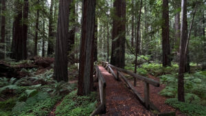 A foot bridge on the majestic Drury-Chaney Loop Trail (off of Avenue of the Giants in Humboldt Redwoods State Park in Northern California)