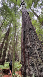 The majestic Drury-Chaney Loop Trail (off of Avenue of the Giants in Humboldt Redwoods State Park in Northern California)