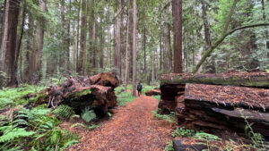 Redwoods have been cut through for the path of the majestic Drury-Chaney Loop Trail (off of Avenue of the Giants in Humboldt Redwoods State Park in Northern California)