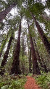 The majestic Drury-Chaney Loop Trail (off of Avenue of the Giants in Humboldt Redwoods State Park in Northern California)