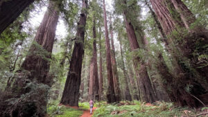 The majestic Drury-Chaney Loop Trail (off of Avenue of the Giants in Humboldt Redwoods State Park in Northern California)