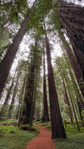 The majestic Drury-Chaney Loop Trail (off of Avenue of the Giants in Humboldt Redwoods State Park in Northern California)