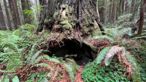 Interesting tree trunk along the majestic Drury-Chaney Loop Trail (off of Avenue of the Giants in Humboldt Redwoods State Park in Northern California)